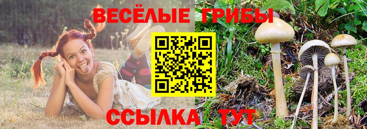 Псилоцибиновые грибы Psilocybine cubensis Майский